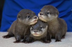 Three baby otters cuddled up.