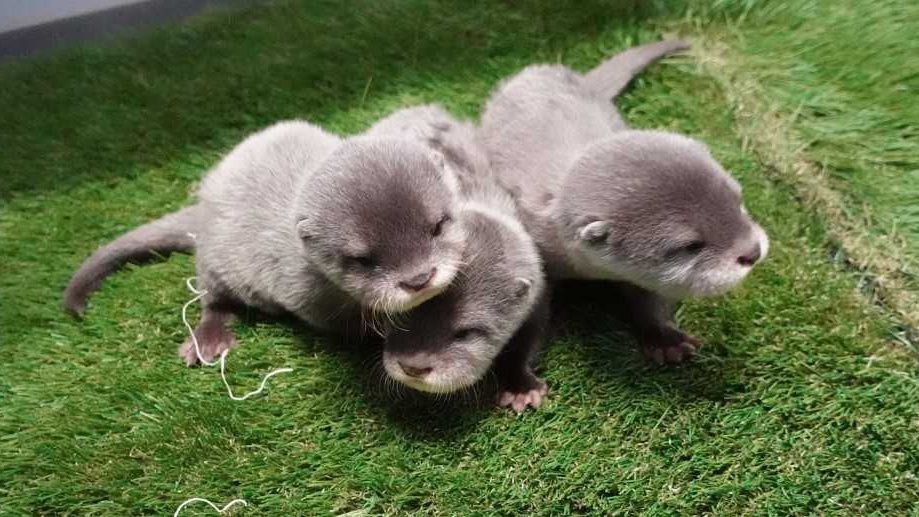 Three baby otters playing outside in the grass